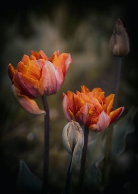 Orange tulips flower macro