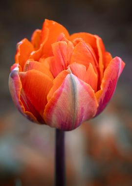 Orange tulips flower macro