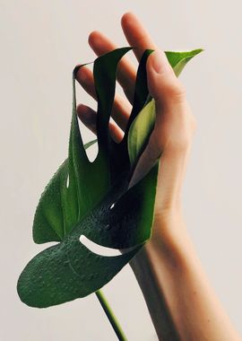 Monstera  