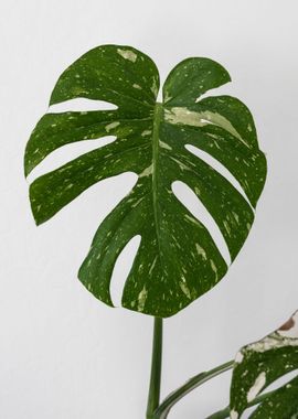 Monstera  