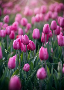 Pink tulips in garden