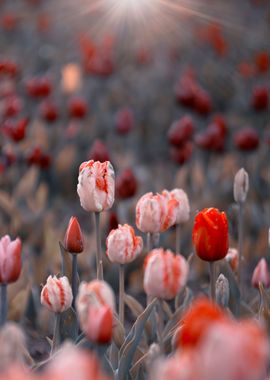 White and red tulips