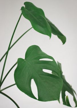 Monstera  