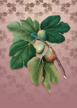 Common Fig on Dusty Pink