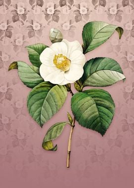 Vintage Japanese Camelia