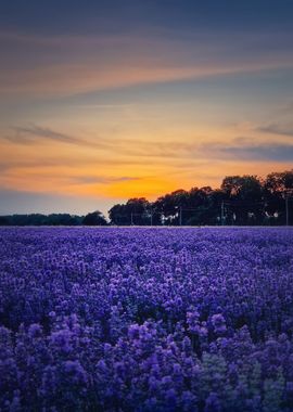 Beautiful lavender