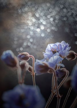 Purple flowers in garden