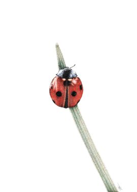 Ladybird