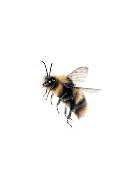 Bumble bee Drawing