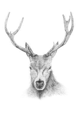 Stag Drawing