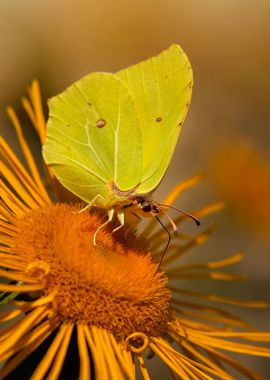 Yellow butterfly