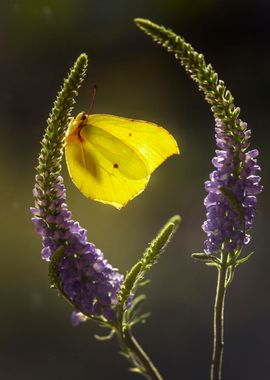 Yellow butterfly