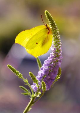 Yellow butterfly