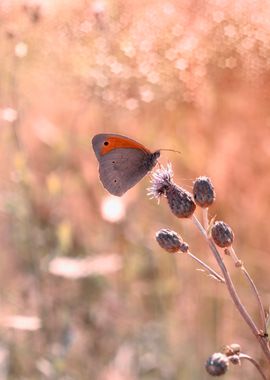 Butterfly, summer glade