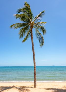 Palm Tree On The Beach