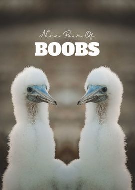 A lovely pair of boobs!