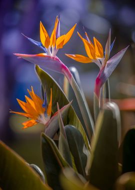 Strelitzia reginae, macro