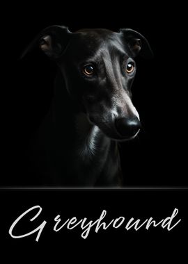 Greyhound