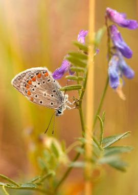 Summer butterfly