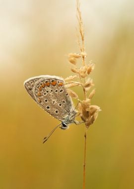 Summer butterfly