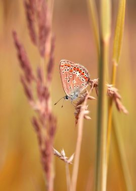 Summer butterfly