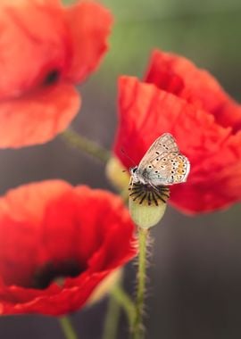 Butterfly and Poppy