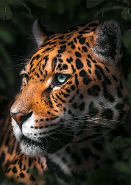 Jungle Jaguar Portrait