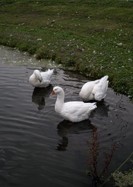 Swan Familly