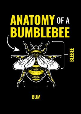 Antatomy Of A Bumblebee