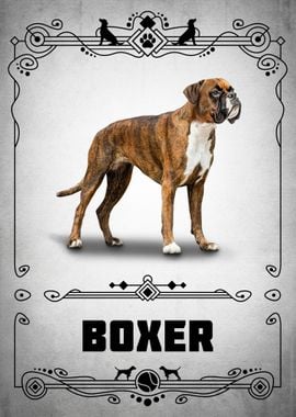 Boxer