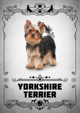 Yorkshire Terrier