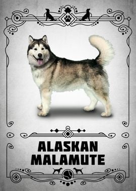 Alaskan Malamute