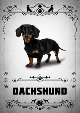 Dachshund