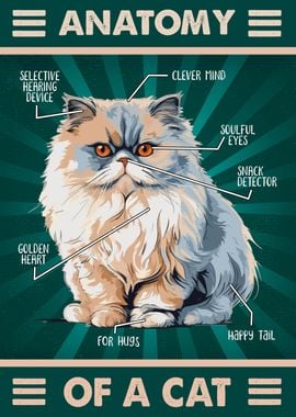 Persian Cat 