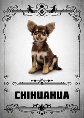 Chihuahua