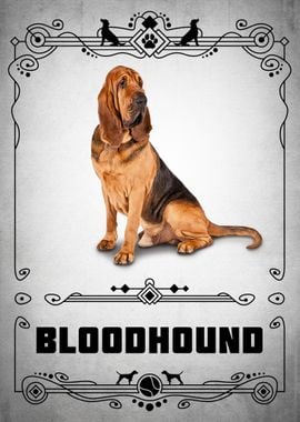 Bloodhound