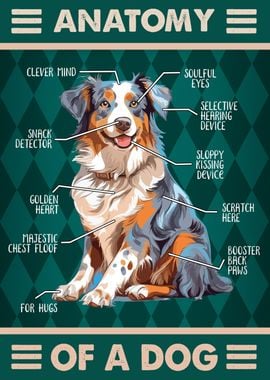 Australian Shepherd 