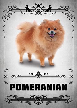 Pomeranian