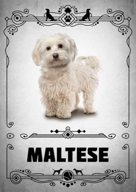 Maltese