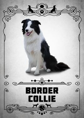 Border Collie