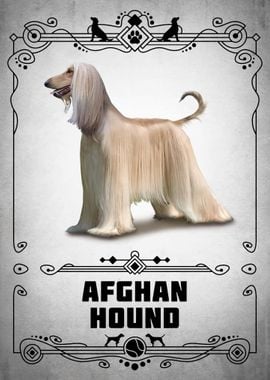 Afghan Hound