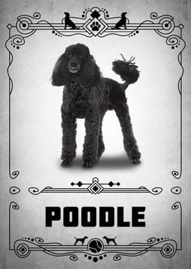 Poodle