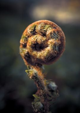 Macro Fern