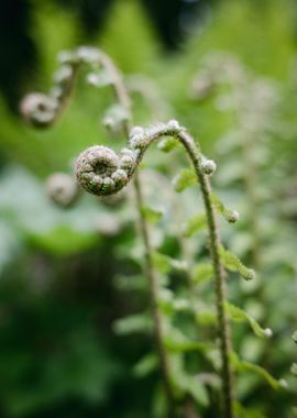 Plant With Leaves