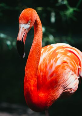 Flamingo and Orange