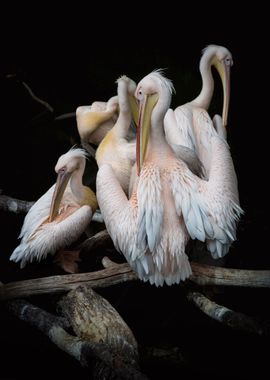 Pink Pelicans