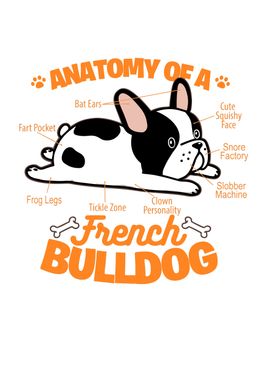 Anatomy of Dog