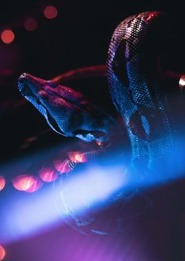 Snake at Night