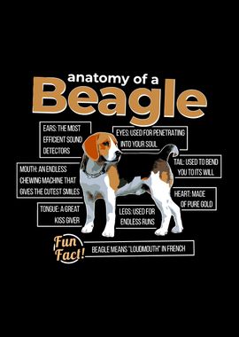 Anatomy of pet