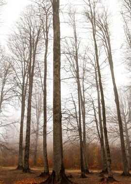 Trees and Nature in Autumn